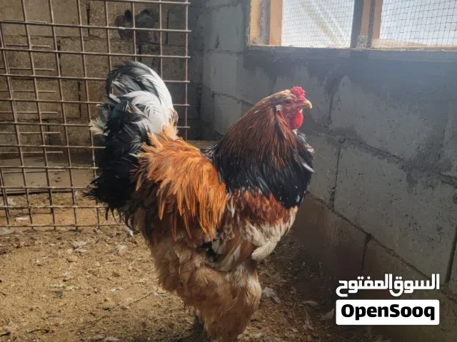 ديك براهما بورسلان شغال