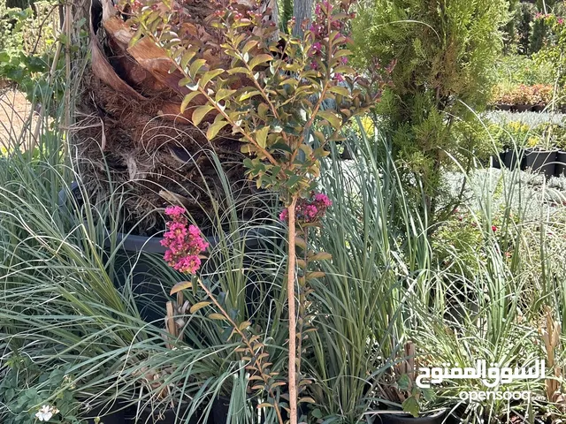 Crape Myrtle الاسم العلمي: Lagerstroemia indica