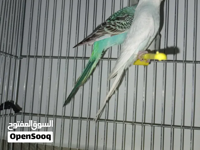 السلام عليكم متاح كوبيا بقلينو ربي يبارك متاح خدمه توصيل