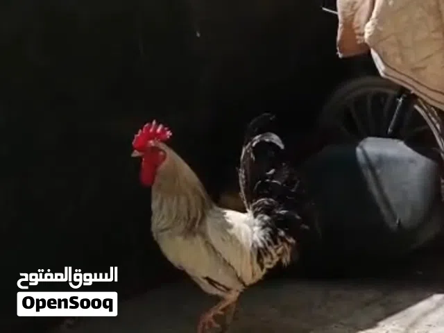 ديج حلو وصاحي شوف الوصف