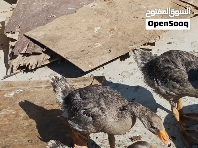 بط كوبره عادي 3 تربايت بيت والبط حلوو واليف وسعرر الوحده 25وبيه مجال أنشاء الله الشريه بي خير ويدلل