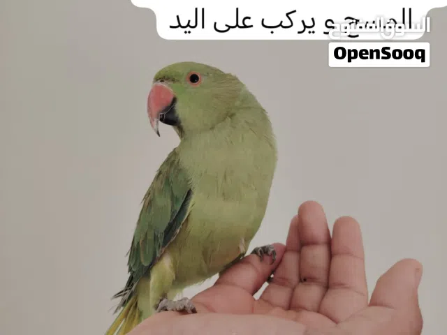 ببغاء دره هندي