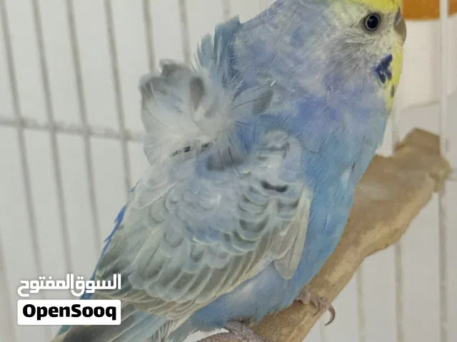 ذكر هاجرمو تركيبة ريمبو مع انثى لاسوينج