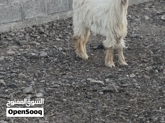 سخل جامودي اصل للبيع