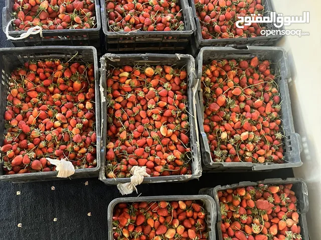 فراوله من الحقول الى المستهلك