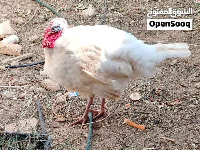 ديك حبش للبيع......