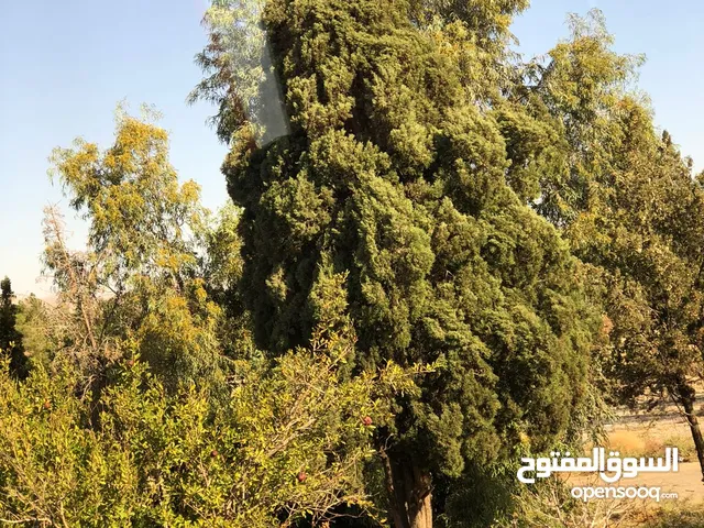 مطلوب زميج ( تراب للحديقة) مقدار بدي الستوتة.