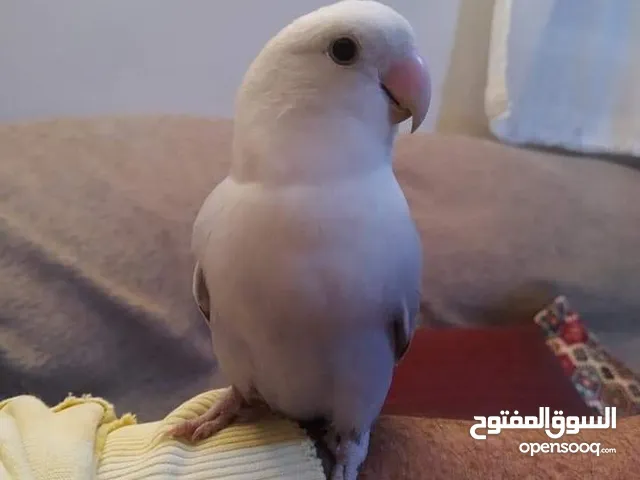الابيض وصل ،، فرد روز أليف جداً ،،، اول متصل التوصيل مجااان
