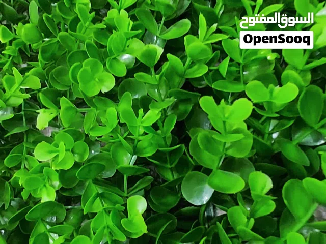 عشب صناعي حائطي