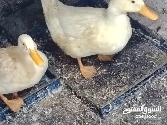زوج بط ابيض