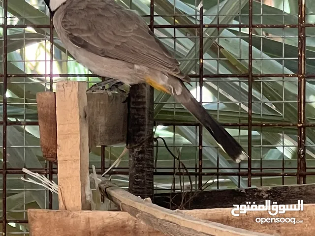 طيور البلبل صوتهن حلو سعر الحبه : ريال واحد فقط الموقع : الرستاق