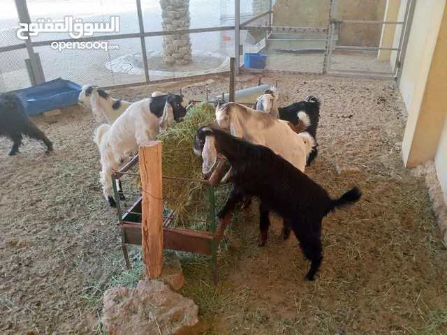 تيوس للبيع وجفرات