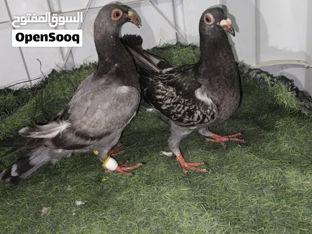 فراخ بسعر طري