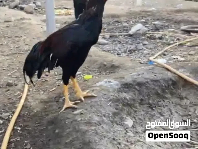 اكثر عن ديك باكستاني