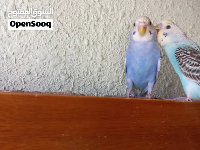 عصافير حب مطفر للبيع بالصلاه على النبي