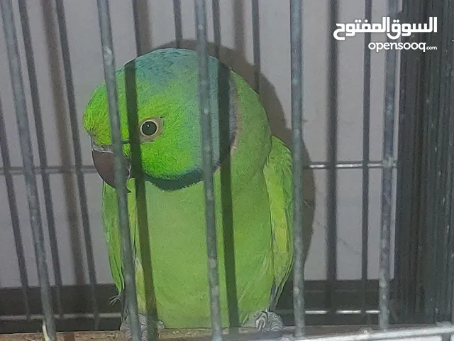للبيع بي بي متو