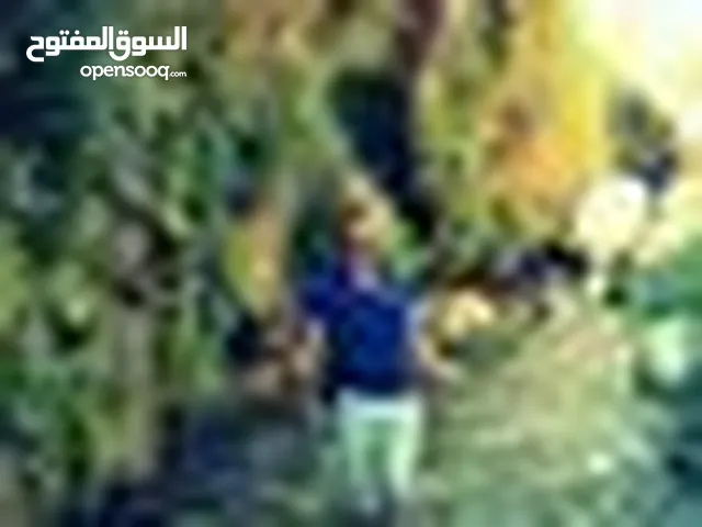 ahmad alkamel