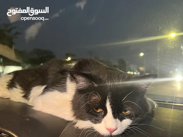 قطه للبيع ذكر