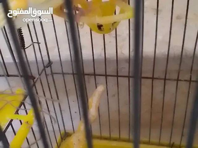 موجود جوزين كنار و طيرة للبيع او للبدل