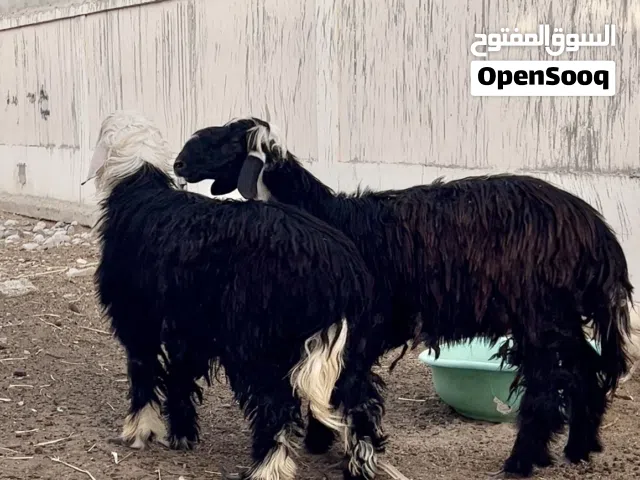 كبشان نجدي اصل