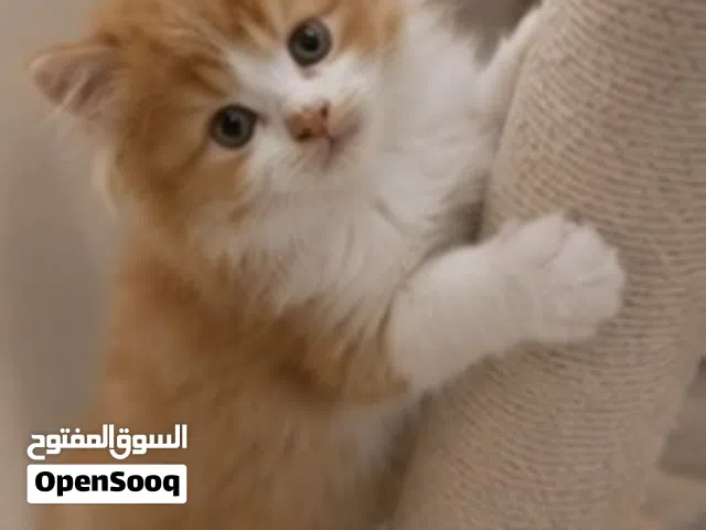 قطط بيع الجاد يدخل