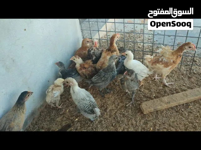 فلوس عربي عمر 35 يوم تقريبا 25 طرف لايوجد امراض