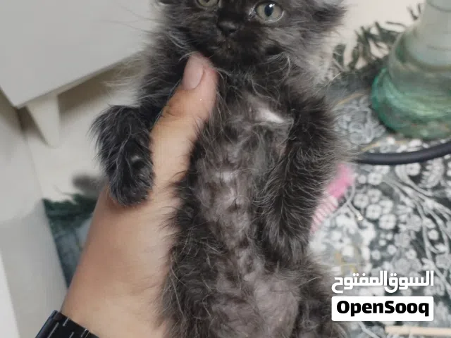 قطط ميكس فارسي و هيملايا