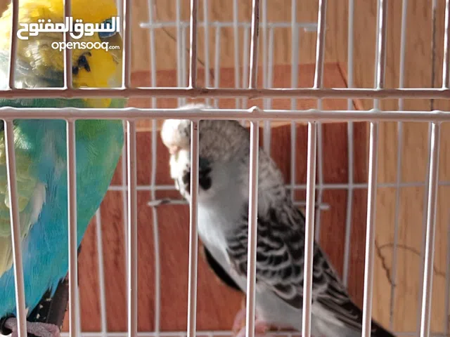 كوبيه بقلينو تبارك الرحمن السعر 160