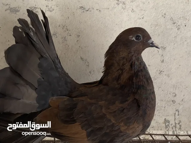 حمام زاجل وشمسي