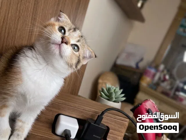 قطة سكوتش فولد شهرين