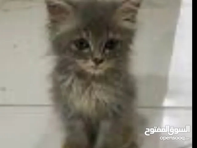 قط لا البيع في الداخل_طبريا
