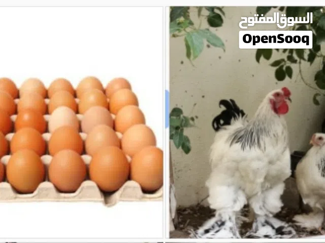 مطلوب بيض دجاج براهما للتفقيس