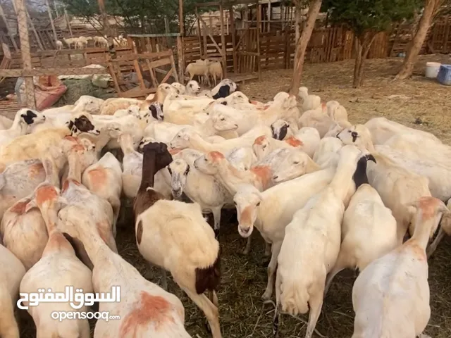 ضان للبيع العدد 88