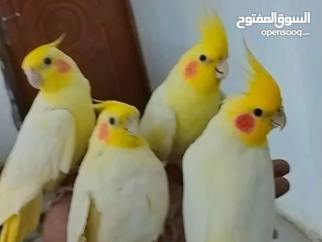 أقره الوصف