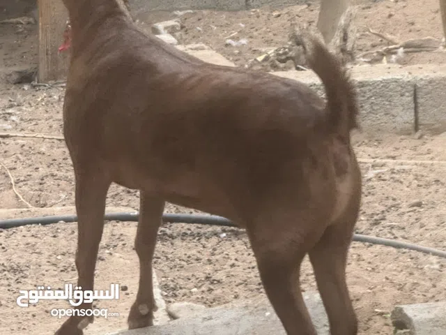 للبيع ماعز القزم اصلي انتاج مميز جدا صحته تمام