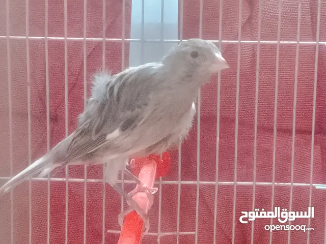 فحل كنار سكني مفتل زي نار
