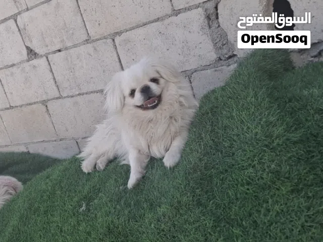 كلب بكنيز للبيع مستوى خارق بيووور 100% مني حجم صغير مميز للبيع