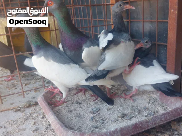 جوزين يهوديات