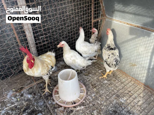 للبيع دجاج فرنسي كولمبي