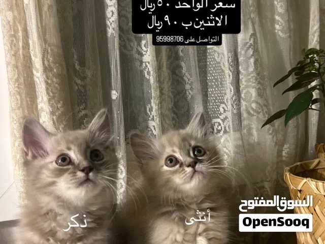 قطط للبيع ذكر و انثى