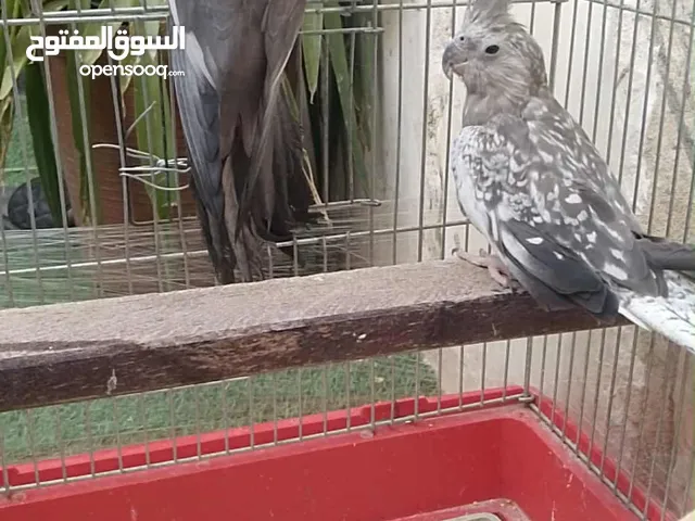 جوز كوكتيل شغال