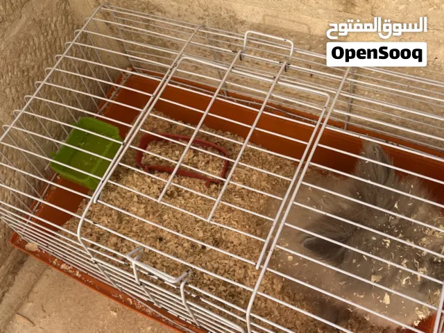 أرنب تيدي بير