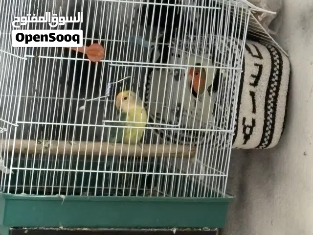 كوبيه بركاديلو معاهم فرخ