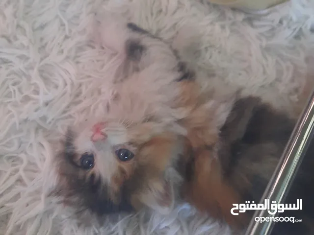 قطه بتجنن عمرها شهر ونص للتبني