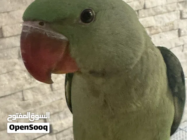 ذكر نيبالي أليف سبر سبر جامبو