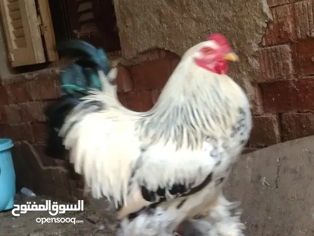 ديك برهامي