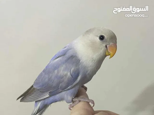 فرخ روز اوبلاين بنفسجي اليف مع قفص