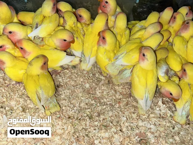 فروخ لوف بيردز وكروان عادي/ ألبينو