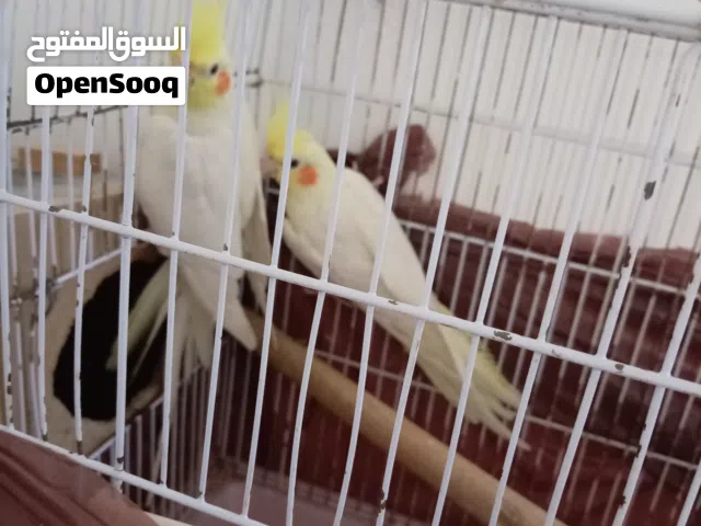 عصافير كوكتيل