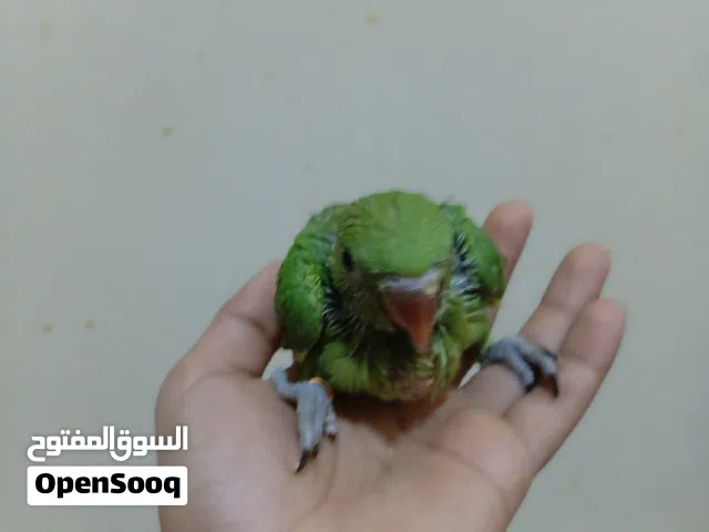 للبيع فرخ متو. محجل صحه ونضافه